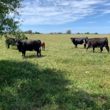 Campos y Chacras en Venta en Santa Rosa, Canelones