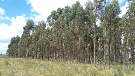 Campo / Chacra en Venta en Minas, Lavalleja