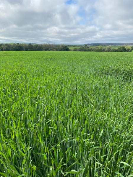 Campo / Chacra en Venta en Mercedes, Soriano