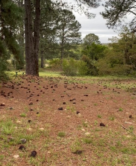 Terreno en Venta en Carmelo, Colonia