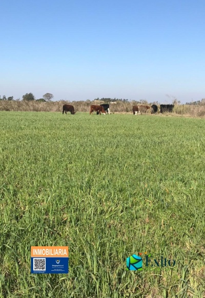 Campos y Chacras en Venta en Tala, Canelones