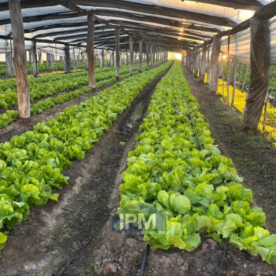 Campos y Chacras en Venta en Salto, Salto