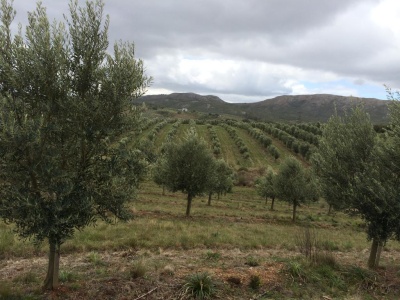 Campos y Chacras en Venta en Sierras de Rocha, Rocha, Rocha