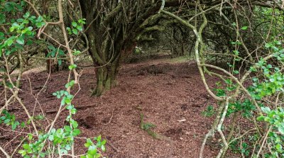 Campos y Chacras en Venta en Sierras de Garzón, Rocha, Rocha