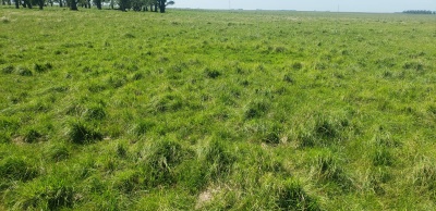 Campo / Chacra en Venta en Artigas, Artigas
