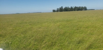 Campo / Chacra en Venta en Artigas, Artigas