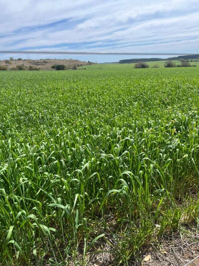 Campos y Chacras en Venta en Artigas, Artigas