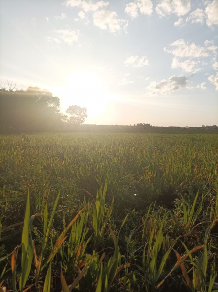 Campos y Chacras en Venta en RURAL PROXIMO CIUDAD, Salto, Salto