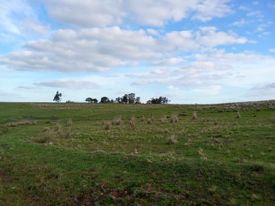 Campo en Venta en Altos de Lavalleja, Polanco, Lavalleja