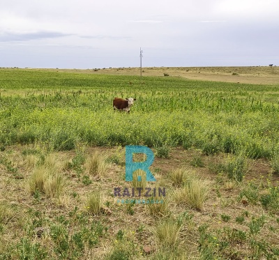 Campos y Chacras en Venta en Saldungaray, Buenos Aires