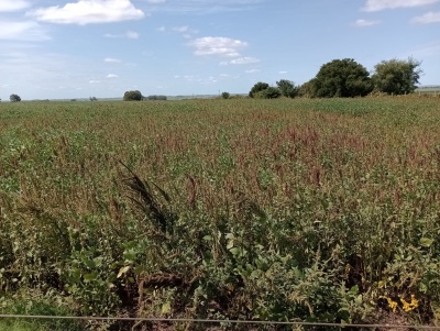 Campos en Venta en José Pedro Varela, Lavalleja