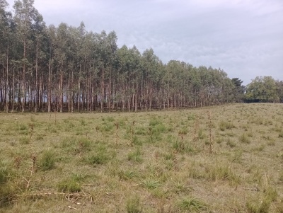 Campos en Venta en Minas, Lavalleja