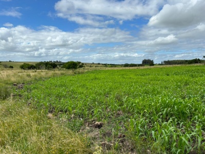 Campos en Venta en Migues, Canelones
