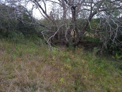 Campo en Venta en Minas, Lavalleja