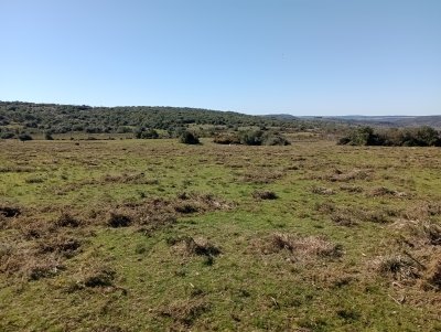 Campo en Venta en Arbolito, Cerro Largo