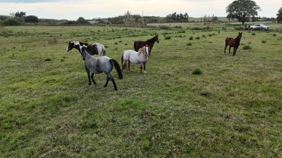 Campos y Chacras en Venta en Migues, Canelones