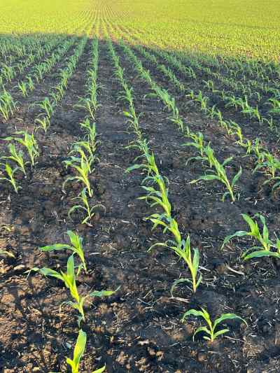 Campo agrícola, de lo mejor en Venta en Migues, Canelones
