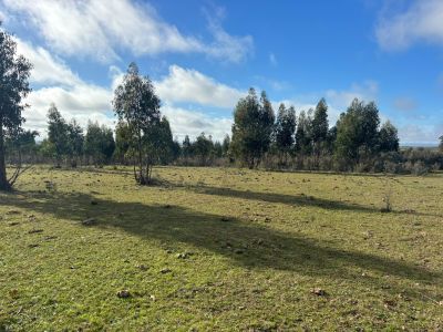 Chacra con eucaliptus en Venta en Noya, Migues, Canelones