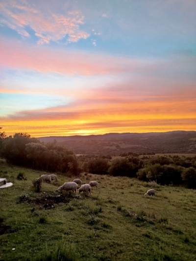 Campos y Chacras en Venta en Paso De La Cantera, Maldonado