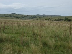 Campo / Chacra en Venta en Mariscala, Lavalleja