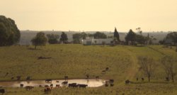 Campos y Chacras en Venta en Todas las Zonas, Fraile Muerto, Cerro Largo