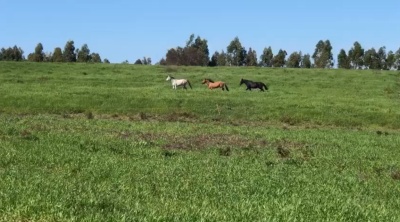Chacra en Venta en San Jacinto, Canelones
