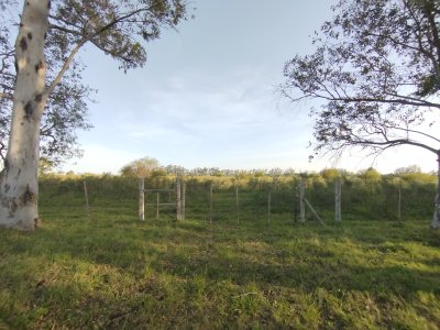 Chacras en Venta en SALTO GRANDE, Salto, Salto