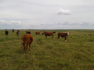 Campos y Chacras en Venta en Minas, Lavalleja