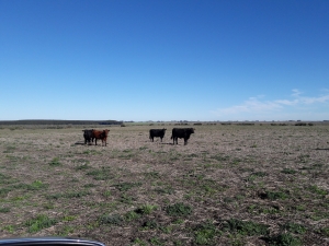 Campo / Chacra en Venta en Cerrillos, Canelones, Canelones