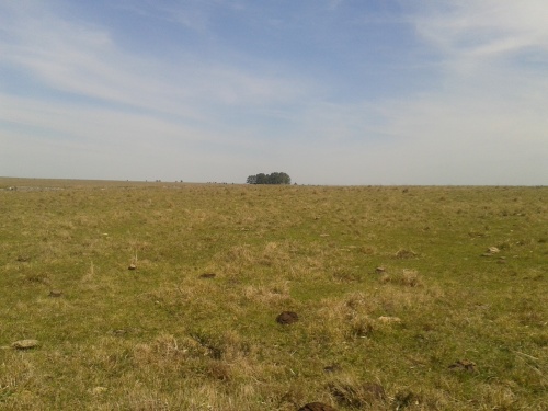 Campo / Chacra en Venta en Cerro De La Vera, Salto, Salto