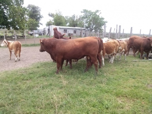 Campos y Chacras en Venta en Rincón De Tres Cerros, Rivera, Rivera