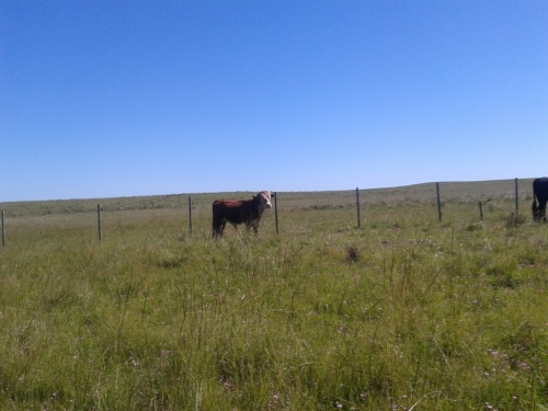 Campos y Chacras en Venta en Paraje Araújo, Paysandú, Paysandú