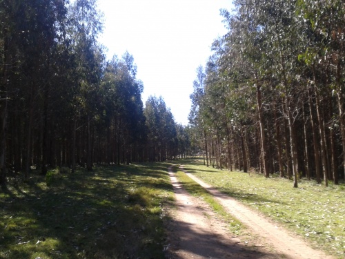 Campo / Chacra en Venta en Villa Del Carmen, Durazno , Durazno