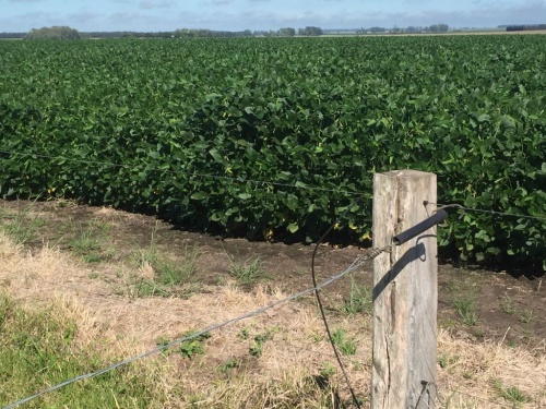 Campos y Chacras en Venta en Col Itapebí, Salto, Salto