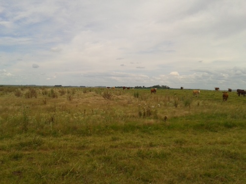 Campos y Chacras en Venta en Paso Bonilla, Tacuarembó