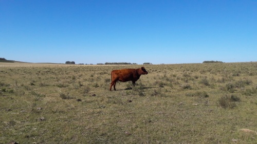 Campo / Chacra en Venta en Lascano, Rocha