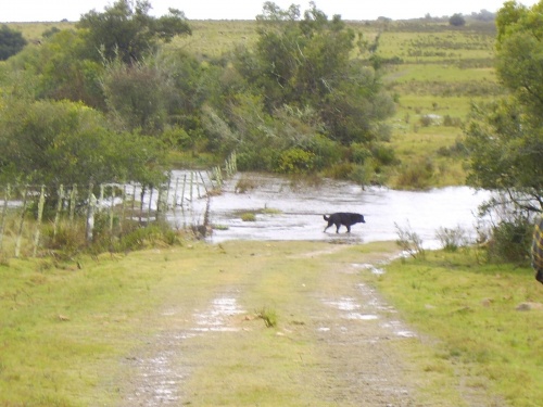 Campo / Chacra en Venta en José Batlle y Ordóñez, Lavalleja