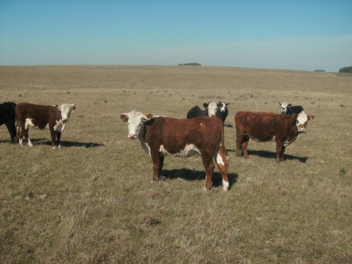 Campo / Chacra en Venta en Durazno , Durazno