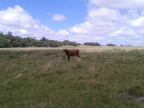 Campos y Chacras en Venta en Santa Clara de Olimar, Treinta y Tres