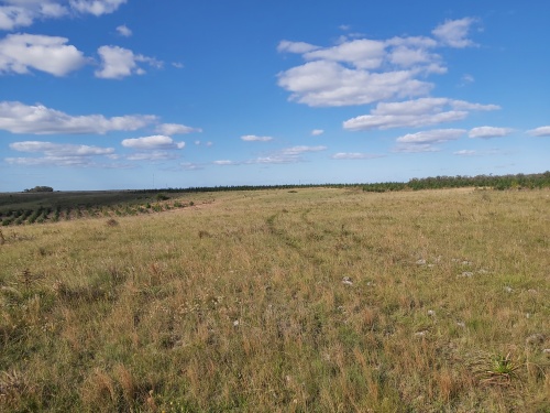 Campo / Chacra en Venta en José Enrique Rodó, Soriano