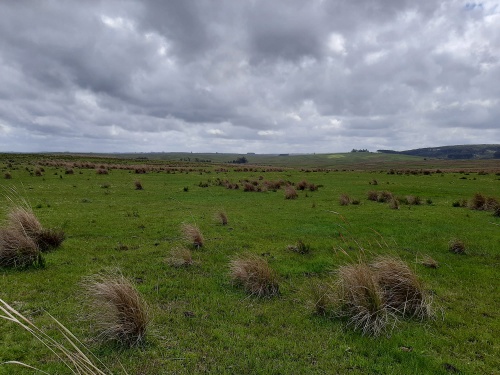 Campo / Chacra en Venta en Rincón De Valentín, Salto