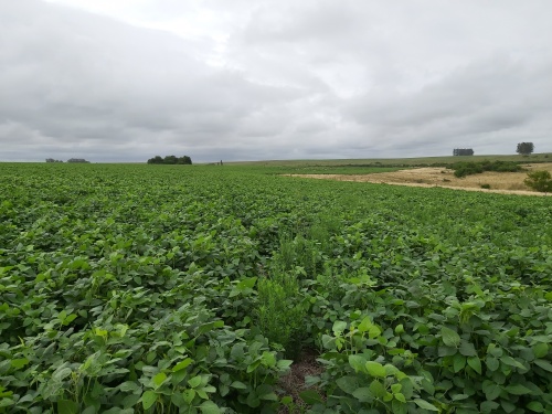 Campos y Chacras en Venta en Pueblo de Álvarez, Durazno