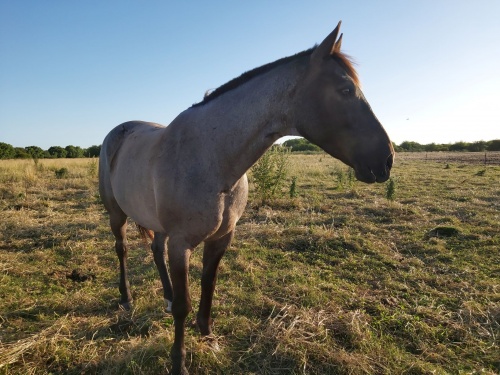 Campo / Chacra en Venta en Migues, Canelones