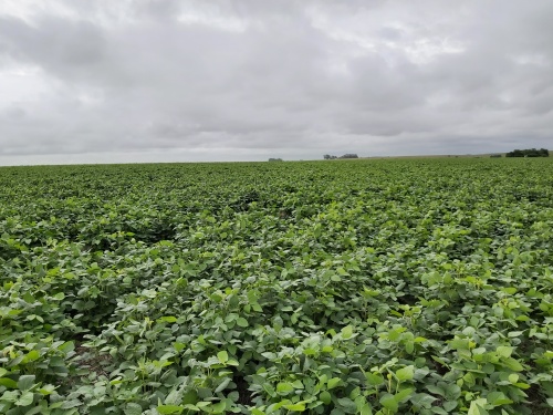 Campos y Chacras en Venta en José Enrique Rodó, Soriano