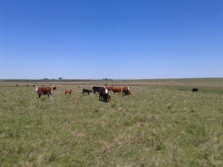 Campo / Chacra en Venta en Baltasar Brum, Artigas