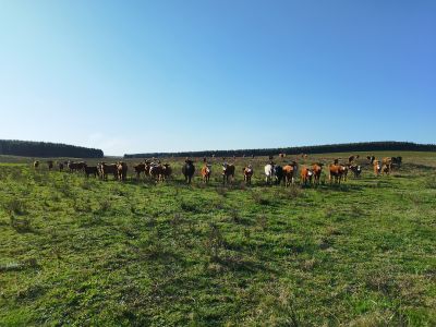 Campo en Venta en Rolón, Río Negro