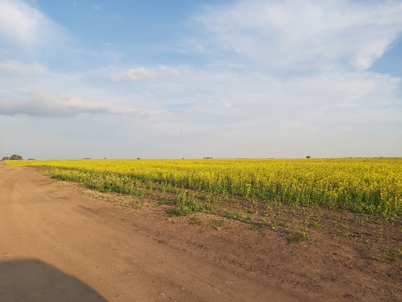 Campo / Chacra en Venta en Mercedes, Soriano