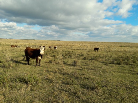 Campo / Chacra en Venta en Laureles, Salto