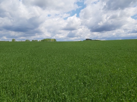 Campos y Chacras en Venta en Esperanza, Paysandú