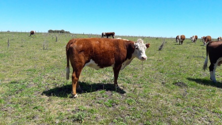 Campo / Chacra en Venta en Rocha, Rocha